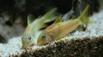 Corydoras peru "gold" pictures