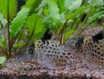 Corydoras ambiacus pictures