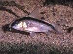 Corydoras arcuatus pictures