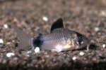 Corydoras panda pictures