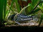 Corydoras pulcher pictures