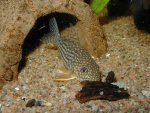 Corydoras sterbai pictures