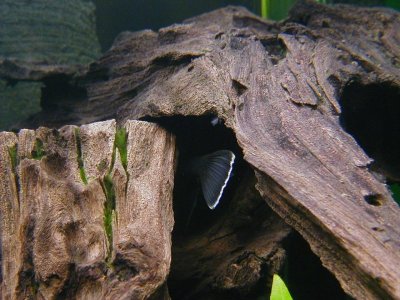 Tail fin of hiding white-seam ancistrus