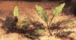 Cryptocoryne cordata pictures