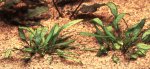 Cryptocoryne parva pictures