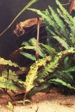 Cryptocoryne usteriana pictures