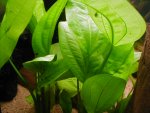 Echinodorus macrophyllus pictures