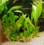 Echinodorus "peruensis" pictures