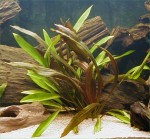 Echinodorus rubin "narrow leaves" pictures